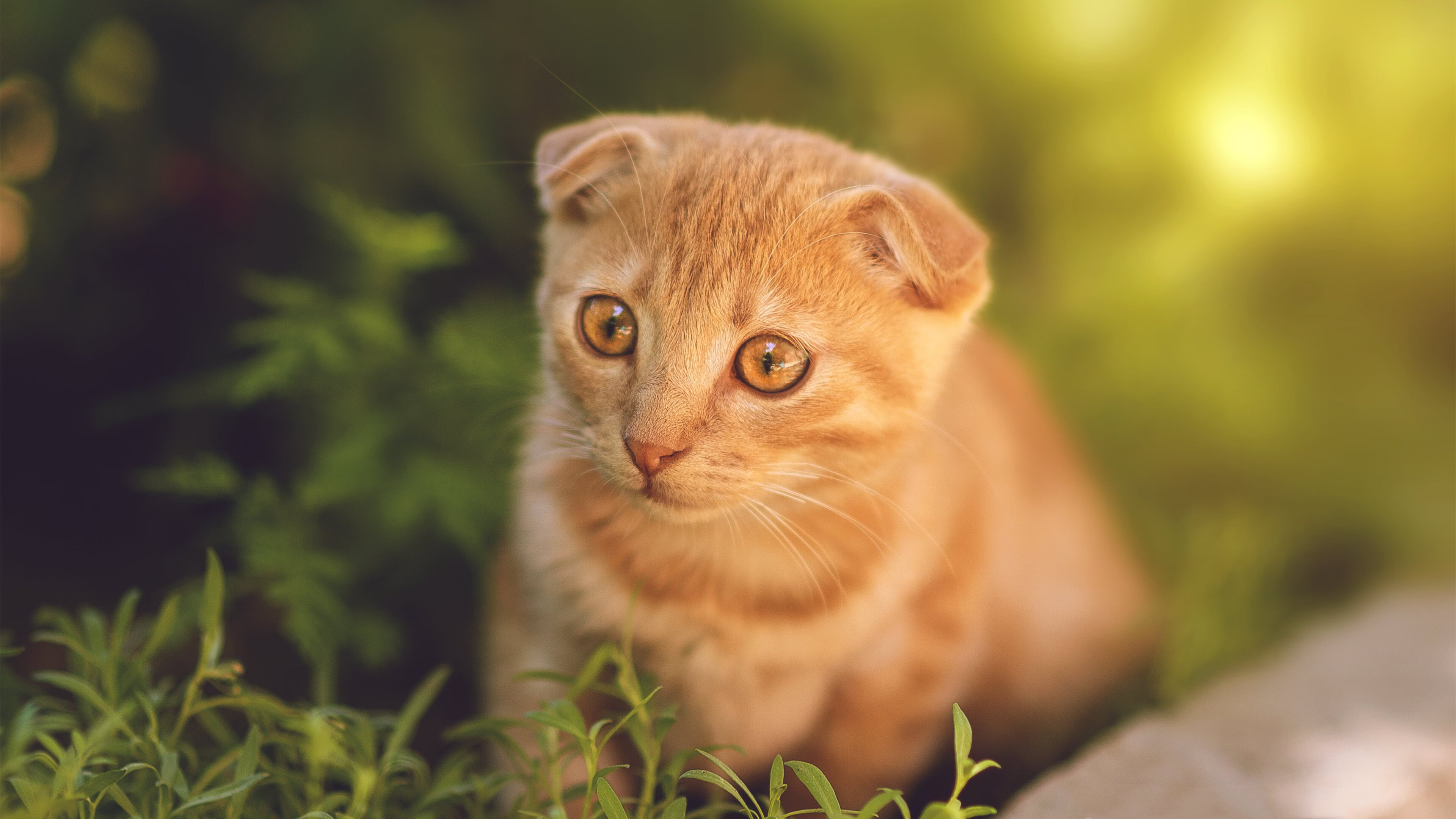 教练更替后首战胜负是否决定信任周期长短，主教练换人