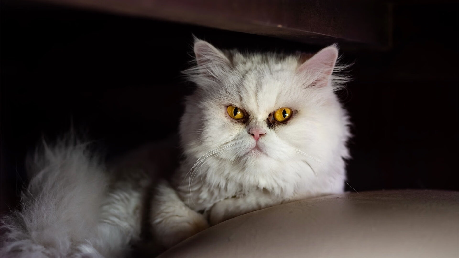 纳尔锡扣球队连败,急需调整状态,纳尔怎么样