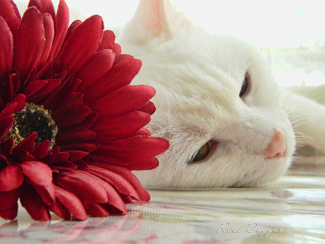 莱比锡RB击败门兴格拉德巴赫，实力得到认可，莱比锡红牛vs门兴格拉德巴赫