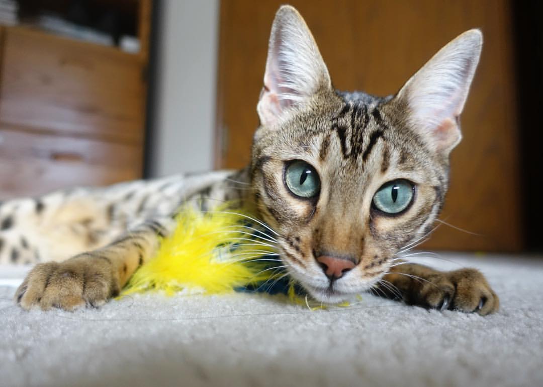 爱游戏中国官方网站平台-青年风暴：中国队备战塞尔维亚，火力全开，塞尔维亚青年队年龄