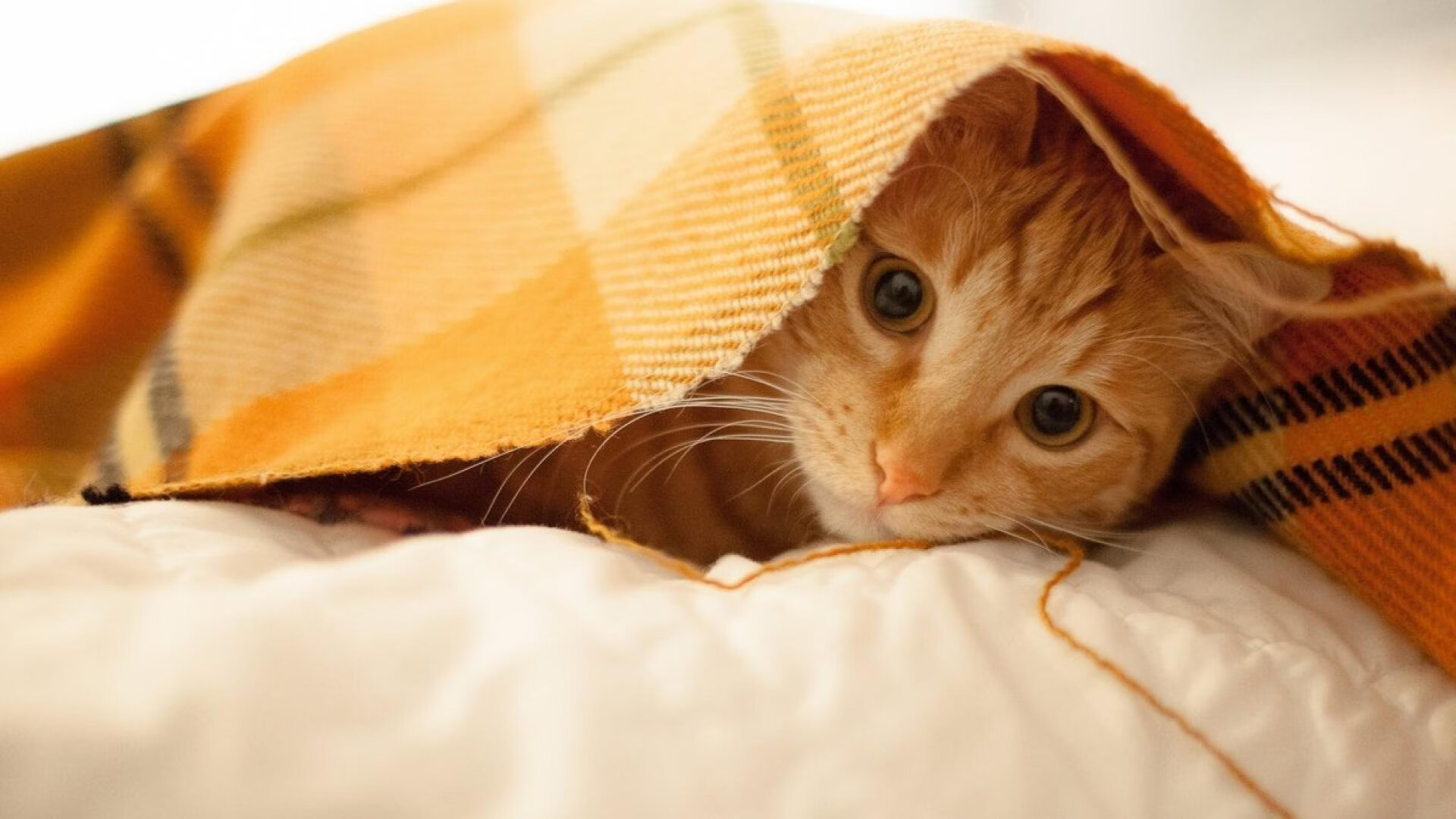 黎巴嫩球队在亚洲锦标赛中实现逆袭,引人注目,黎巴嫩晋级12强赛