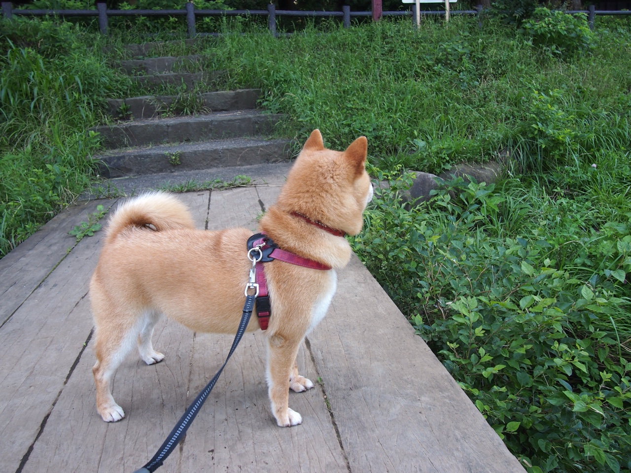 爱游戏体育（AYX）官方APP下载-意甲风云：尤文图斯豪取十连胜稳居榜首，意甲尤文图斯队员名单