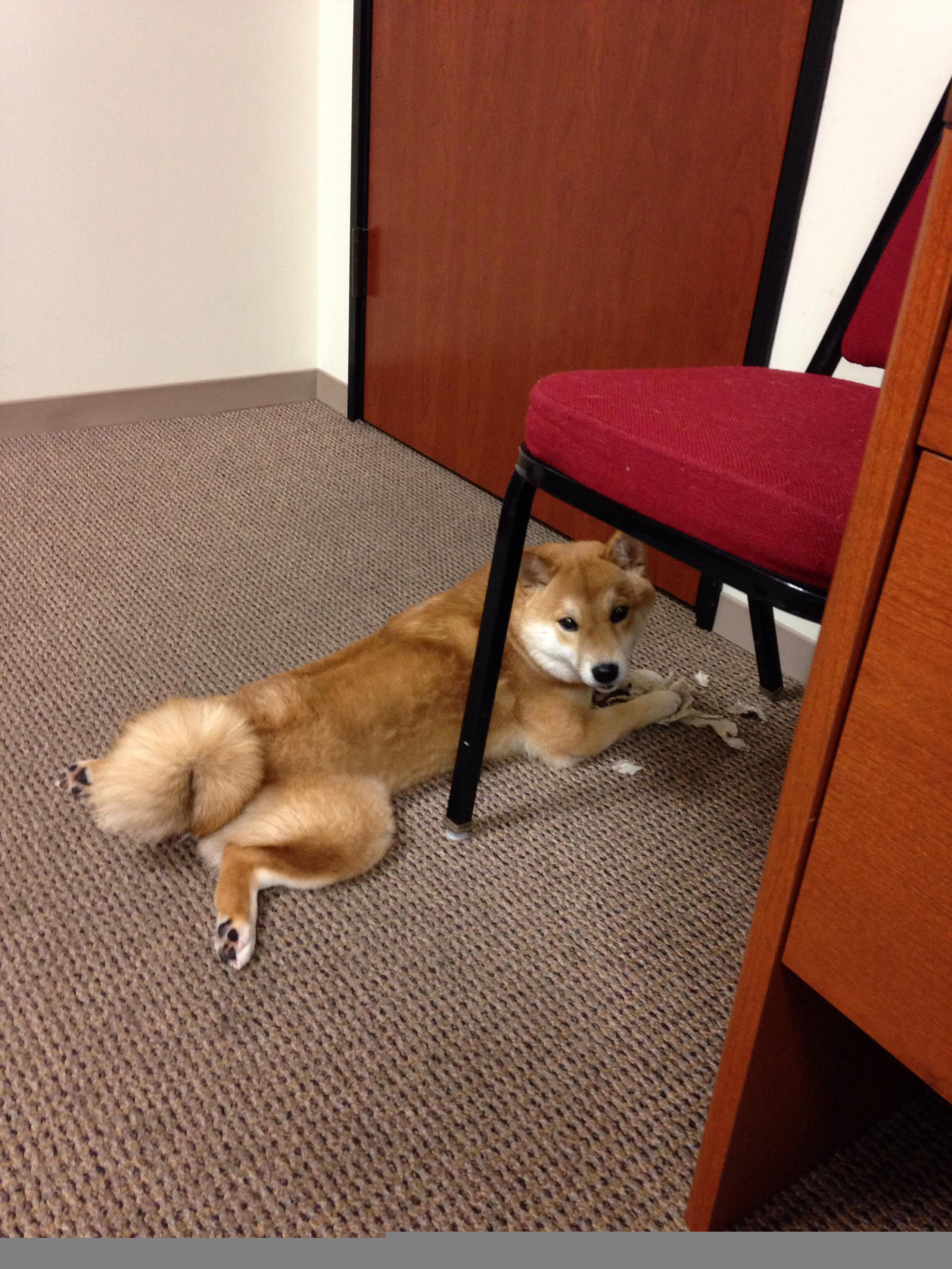 主教练是否应根据比分差调整节奏策略,主教练挑战有什么规定