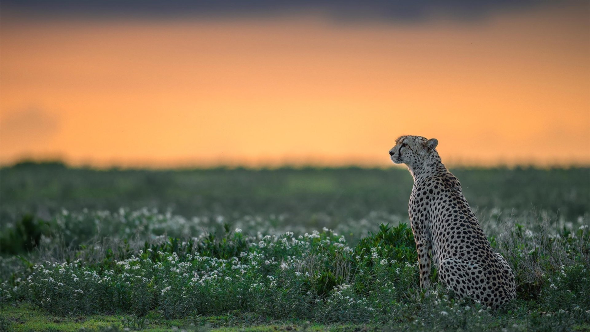 体育新闻中心发布体育短视频用户行为分析报告,如何创新体育短视频