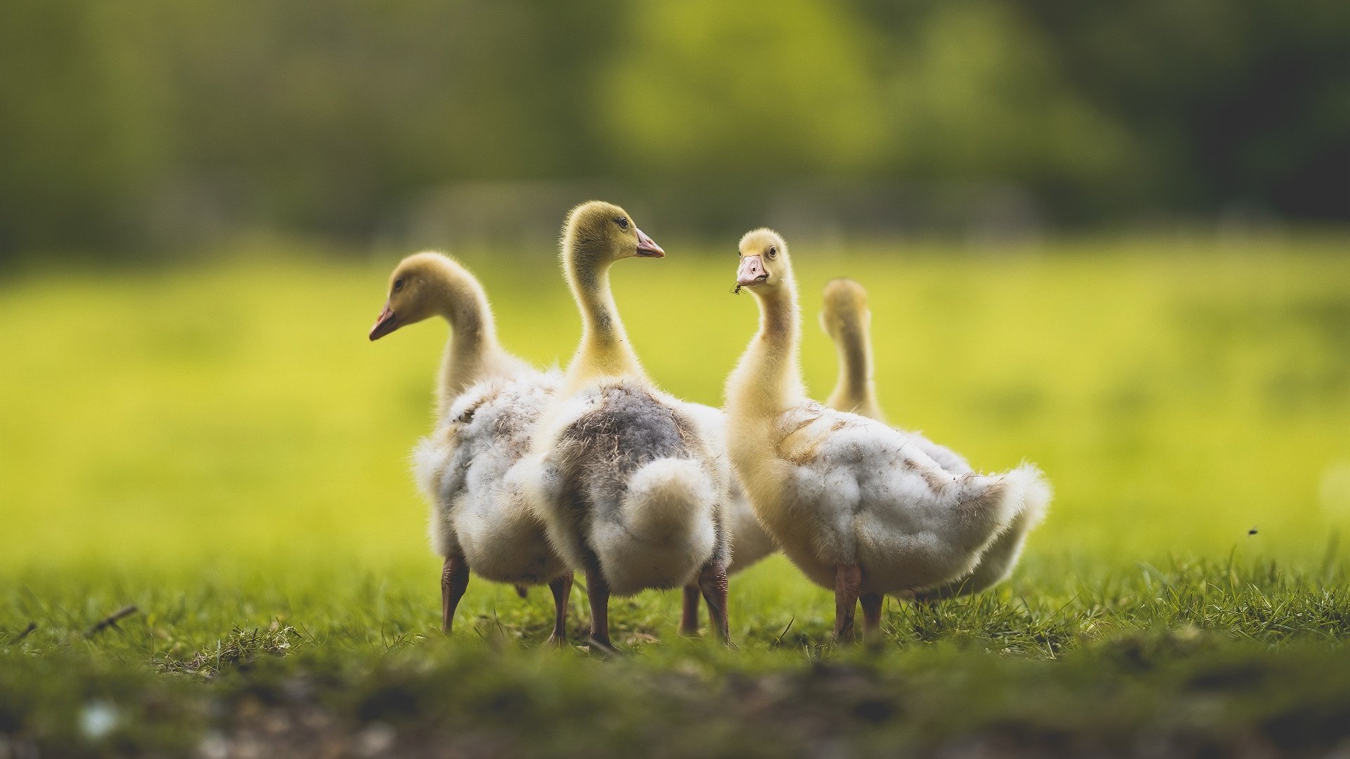 爱游戏体育APP下载-篮球赛季热战不断球迷热情高涨，篮球比赛火热开赛