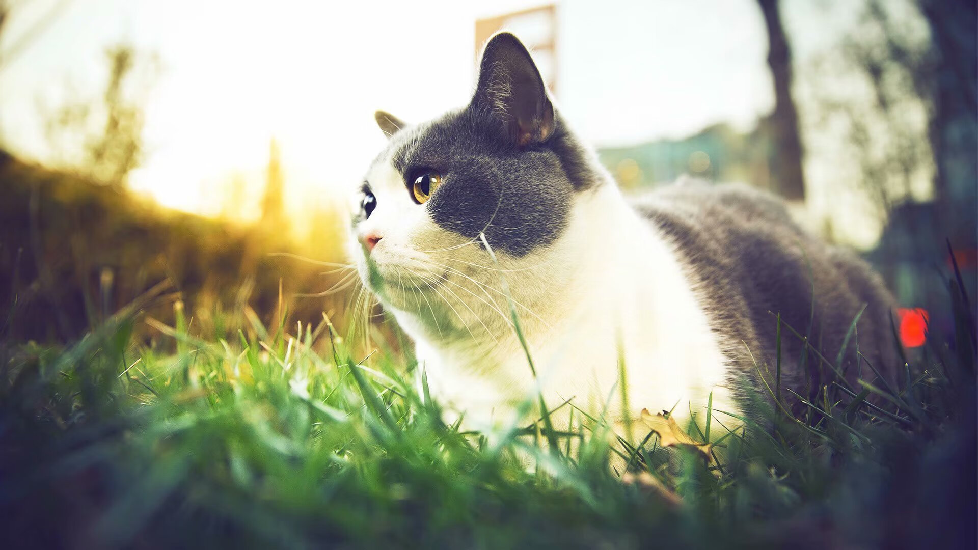 美国队赛制解读:如何借助赛制有效提升球员的技术水准,美国队赛事