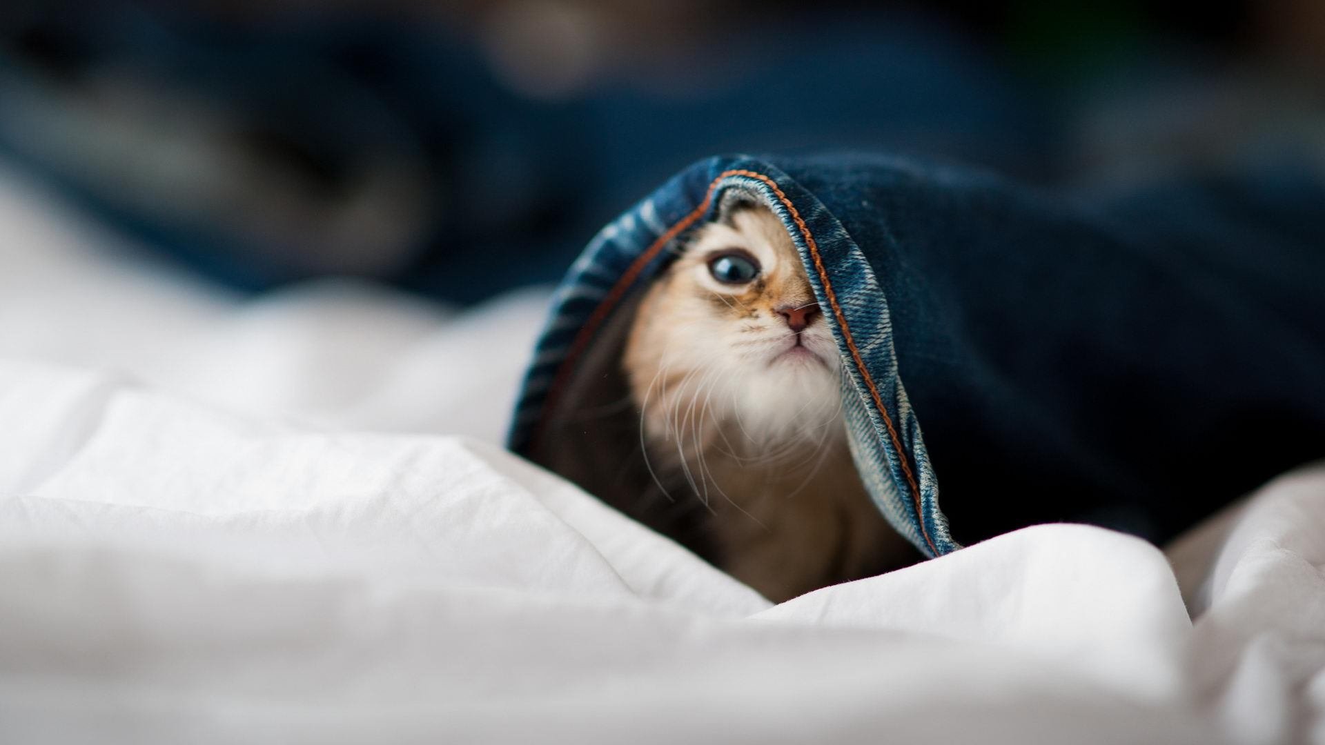 爱游戏体育官方网站-职业联赛薪酬分配缺乏合理性，职业联赛的作用