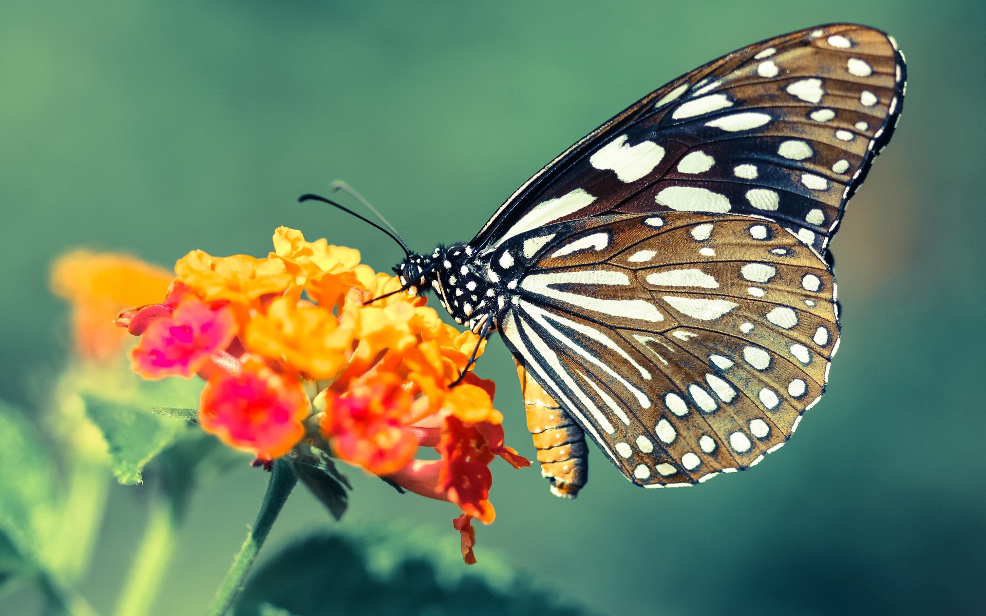 爱游戏娱乐网址-都灵控球占优提高场面稳定性，都灵主场