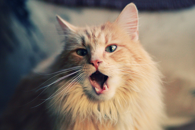 安东·李恩:全黑队的“攻击中场”,突破和传球无缝对接