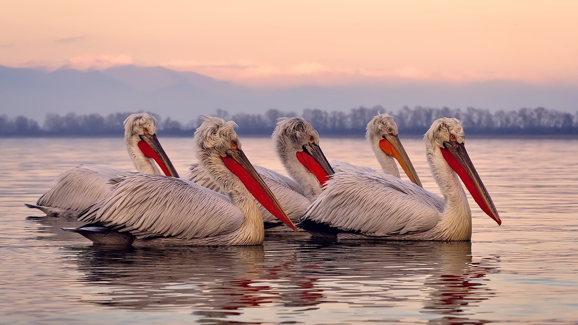 巴西队在南美预赛中领先,晋级几乎板上钉钉