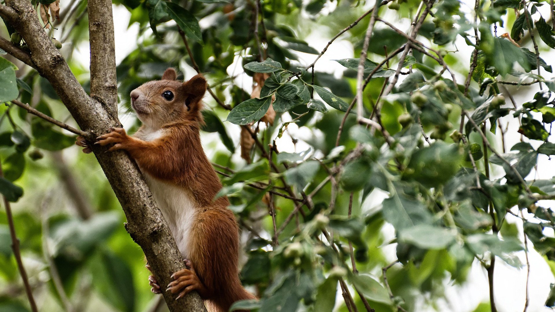 德甲策略多变:出奇制胜,惊喜不断!,德甲前瞻