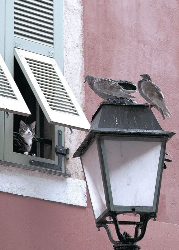 水球比赛中奥地利展现防守能力,奥地利输球能出线吗