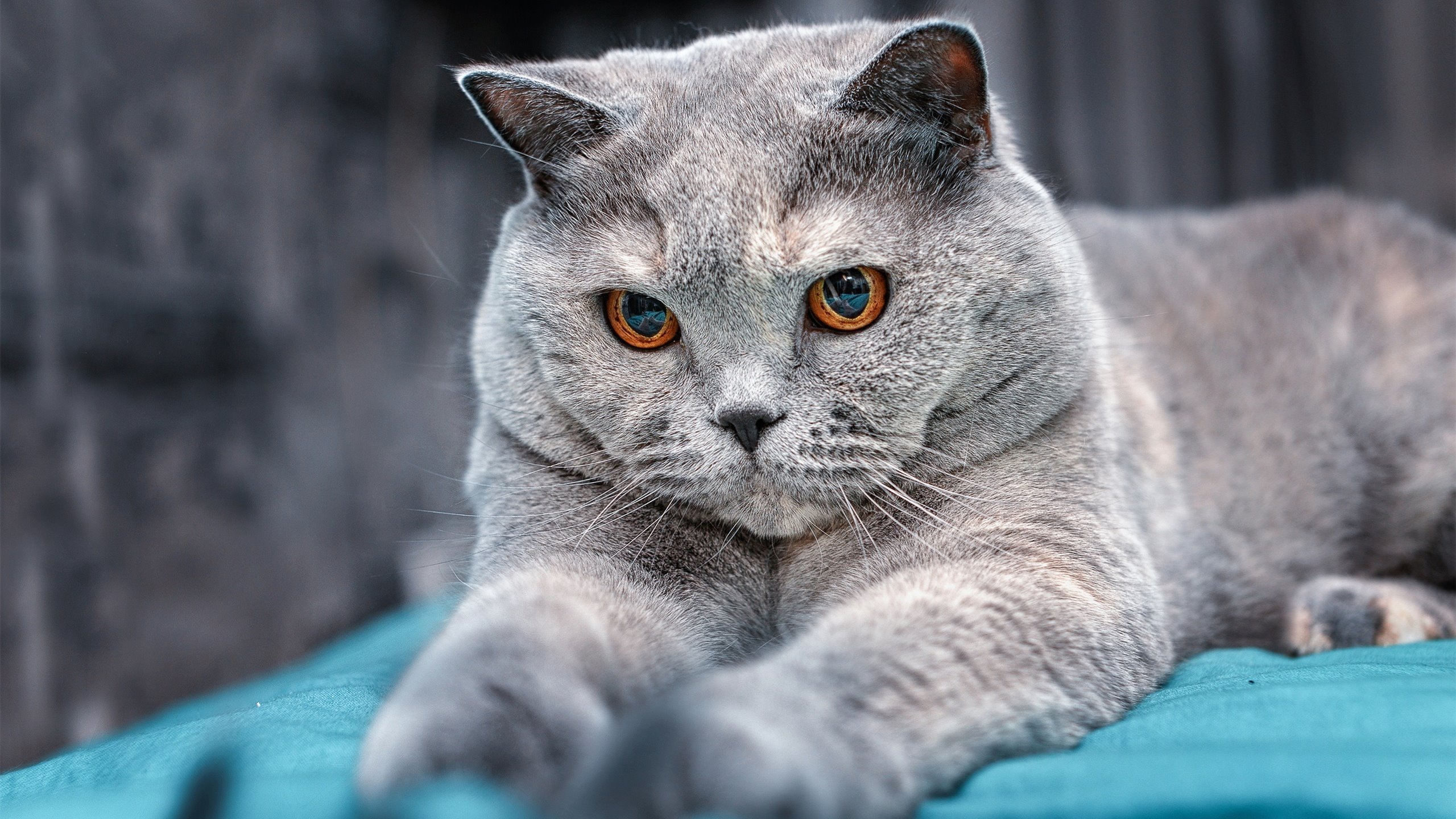 英超冲刺季:每场比赛都精彩绝伦!,英超冲刺季_每场比赛都精彩绝伦吗