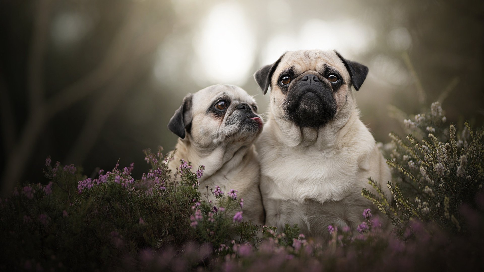 赛季冲刺阶段强度升级教练组制定体能储备计划加强轮换管理,赛季训练计划