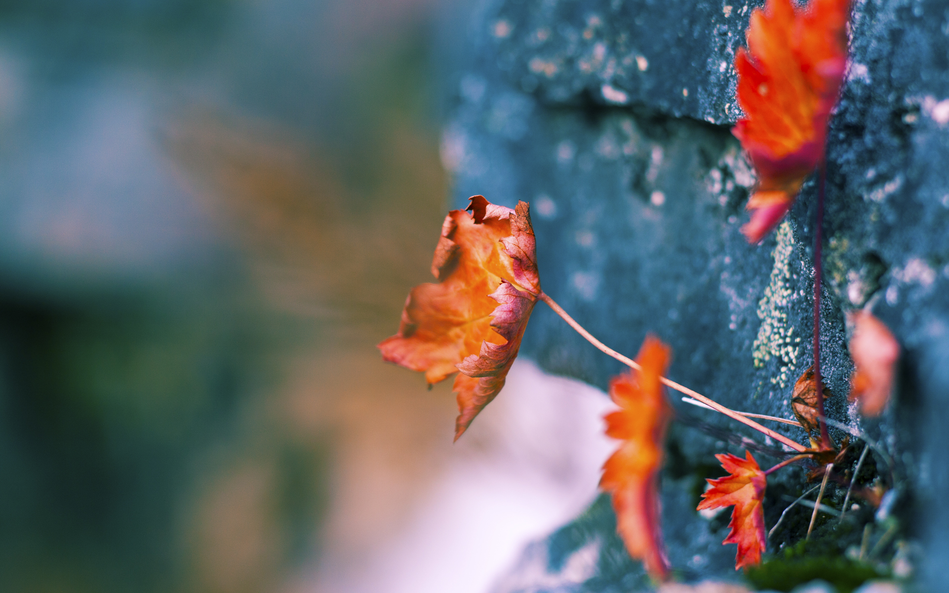 青训体系首次引入外语培训助力球员未来留洋发展,青训队伍